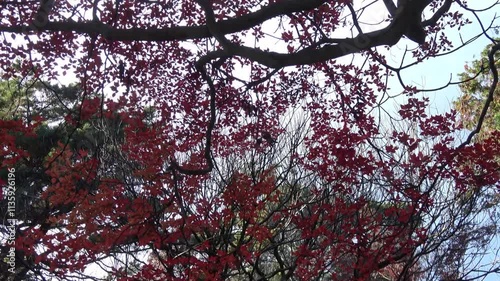 公園の紅葉