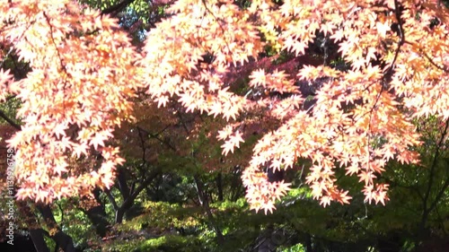 東京の公園の紅葉