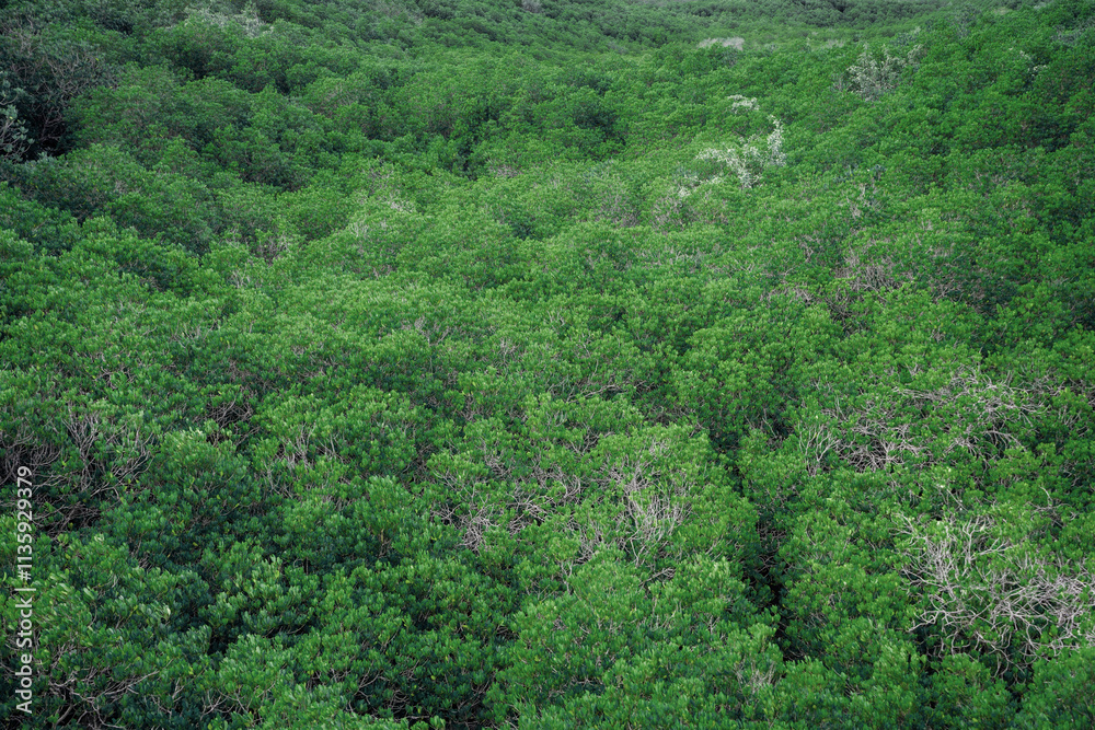 A lush green forest with a few dead trees A lush green forest with a few dead trees