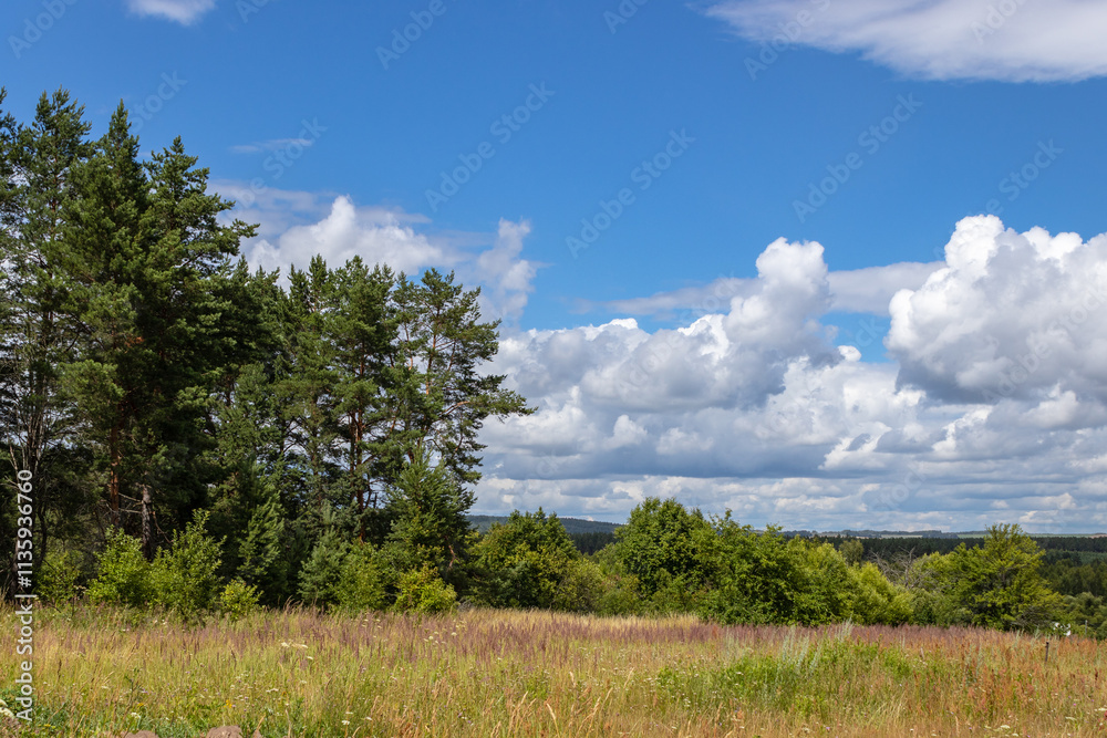 Picturesque forest of green pines, morning in the forest, beautiful forest landscape. Kaluga region, Russia Picturesque forest of green pines, morning in the forest, beautiful forest landscape. Kaluga region, Russia