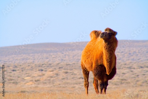 Laying bactrian camel in wild nature in spring desert. Kazakhstan