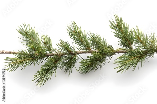 Spruce tip cut out on a white background photo