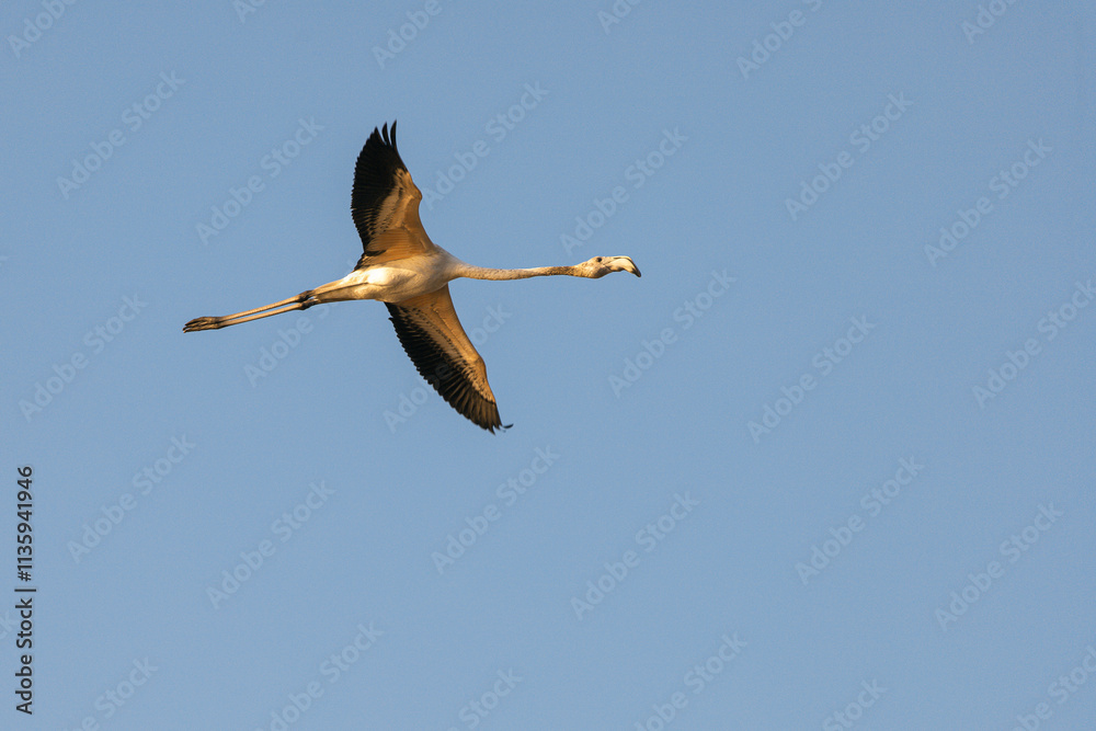 Obraz premium Flamingo in flight