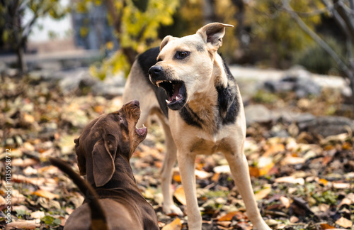 Canvas Print Two domestic dogs playing and dancing in an autumn park