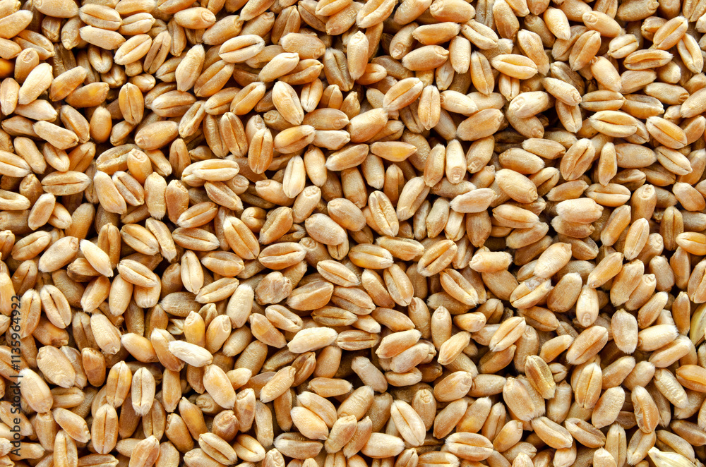 Whole wheat grain texture background. Whole triticale grain texture background. Food ingredient. Background of dry wheat and triticale grain, top view. Whole wheat grain texture background. Whole triticale grain texture background. Food ingredient. Background of dry wheat and triticale grain, top view.