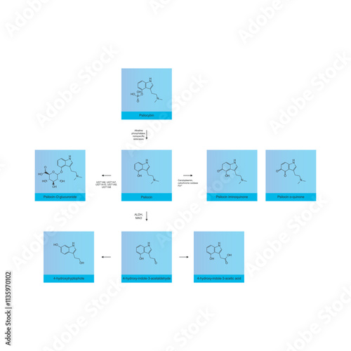 Diagram showing metabolism and biotransformation of Psilocybin into Psilocin and other metabolites. Schematic scientific illustration, skeletal structure.