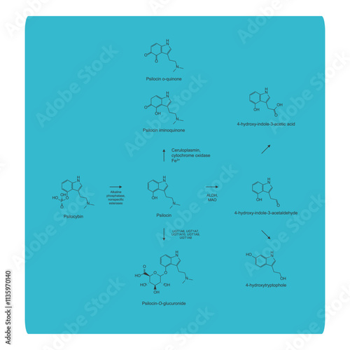Diagram showing metabolism and biotransformation of Psilocybin into Psilocin and other metabolites. Schematic scientific illustration, skeletal structure.