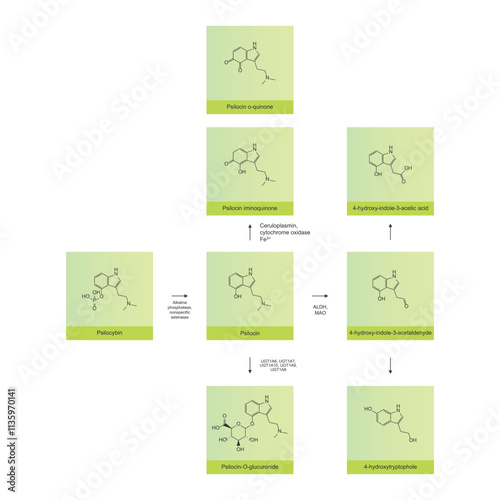 Diagram showing metabolism and biotransformation of Psilocybin into Psilocin and other metabolites. Schematic scientific illustration, skeletal structure.