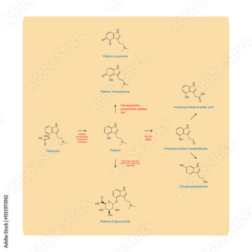 Diagram showing metabolism and biotransformation of Psilocybin into Psilocin and other metabolites. Schematic scientific illustration, skeletal structure.
