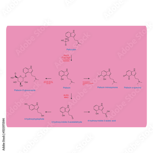 Diagram showing metabolism and biotransformation of Psilocybin into Psilocin and other metabolites. Schematic scientific illustration, skeletal structure.