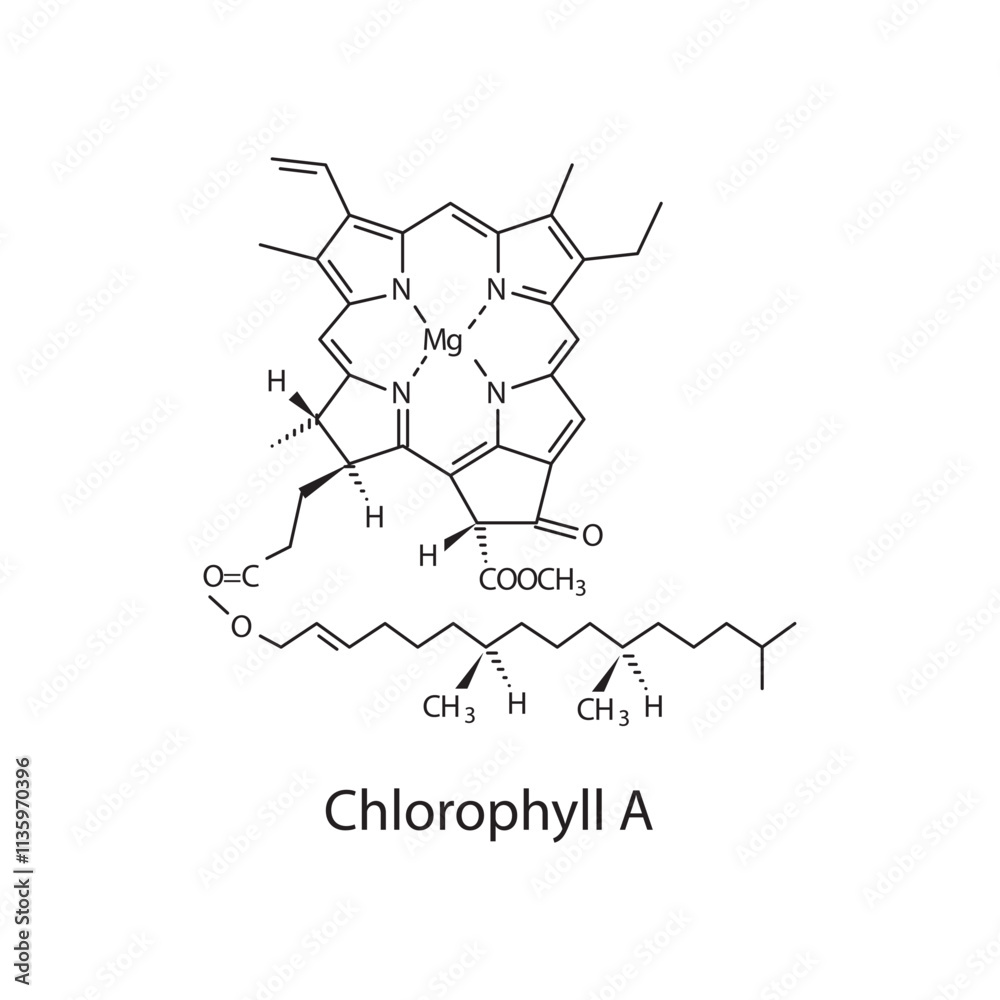 Fototapeta premium Chlorophyll A skeletal structure diagram.Chlorophyll compound molecule scientific illustration.