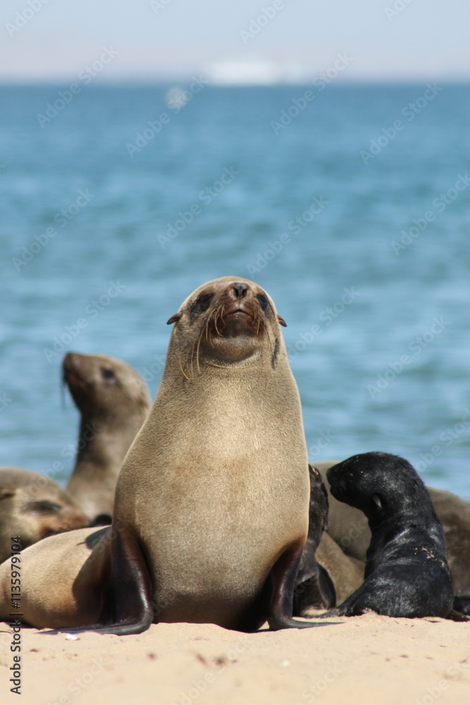Fototapeta premium island sea lion