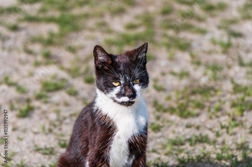 Obraz na płótnie Junge Katze mit schwarz-weissem Fell sitzt am Strand w salonie