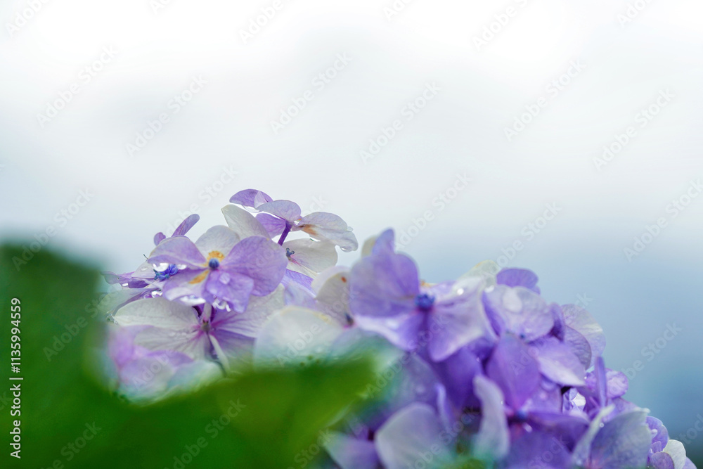 水滴が輝く紫陽花のクローズアップ写真