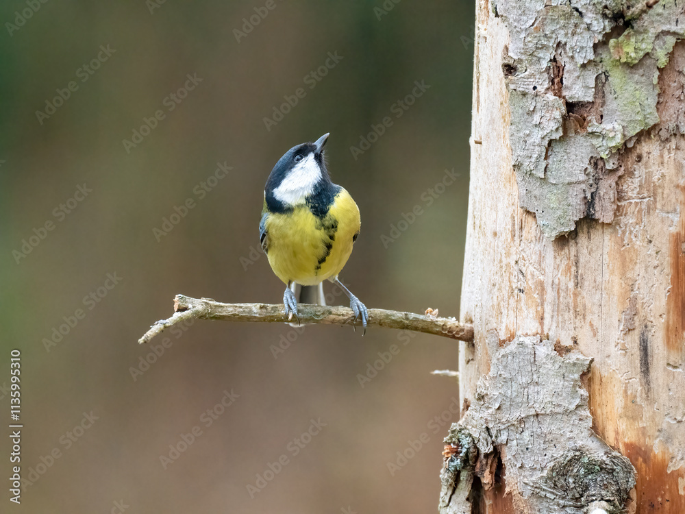 Naklejka premium Kohlmeise (Parus major) 