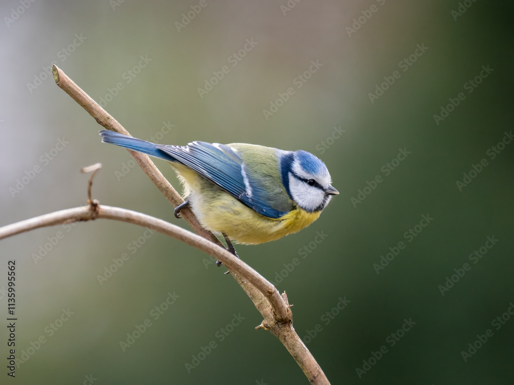 aBlaumeise (Cyanistes caeruleu)