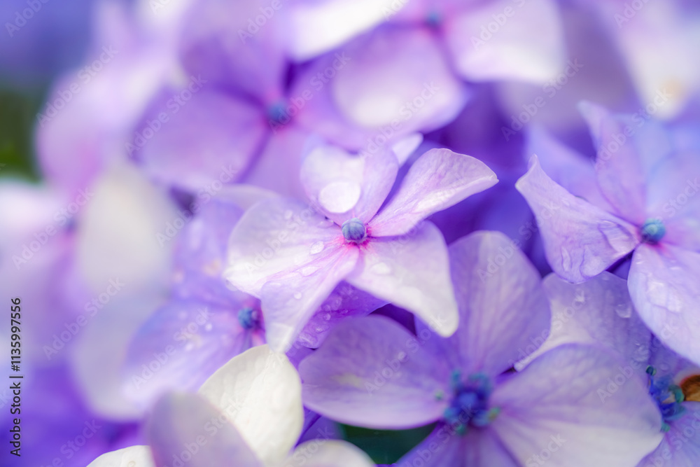 水滴が輝く紫陽花のクローズアップ写真