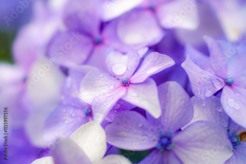 Obraz na płótnie 水滴が輝く紫陽花のクローズアップ写真 w salonie