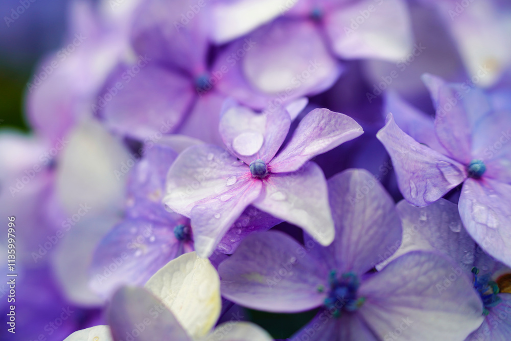 水滴が輝く紫陽花のクローズアップ写真