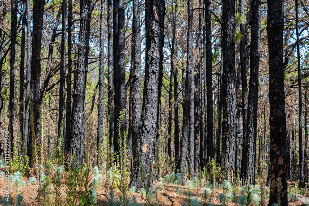 Obraz premium burned trees in forest after fire, charred pine tree,