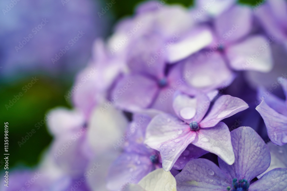 水滴が輝く紫陽花のクローズアップ写真