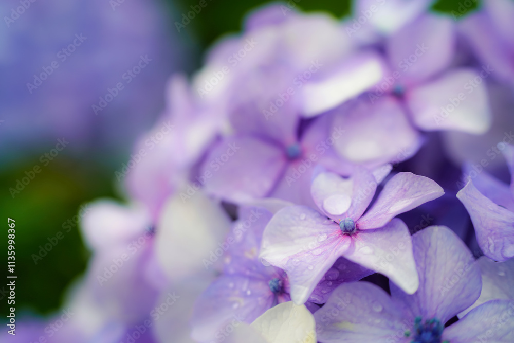 水滴が輝く紫陽花のクローズアップ写真