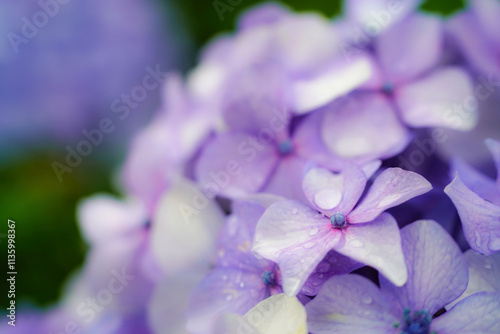 Obraz na płótnie 水滴が輝く紫陽花のクローズアップ写真 w salonie