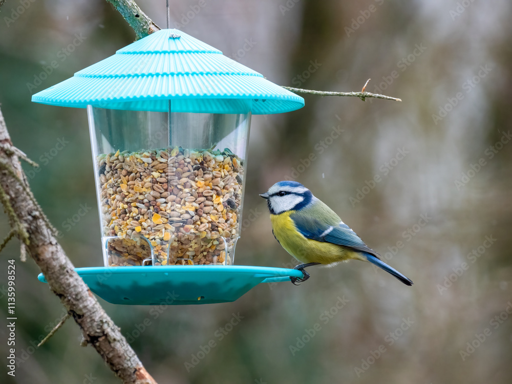 Naklejka premium Blaumeise&nbsp;(Cyanistes caeruleu)