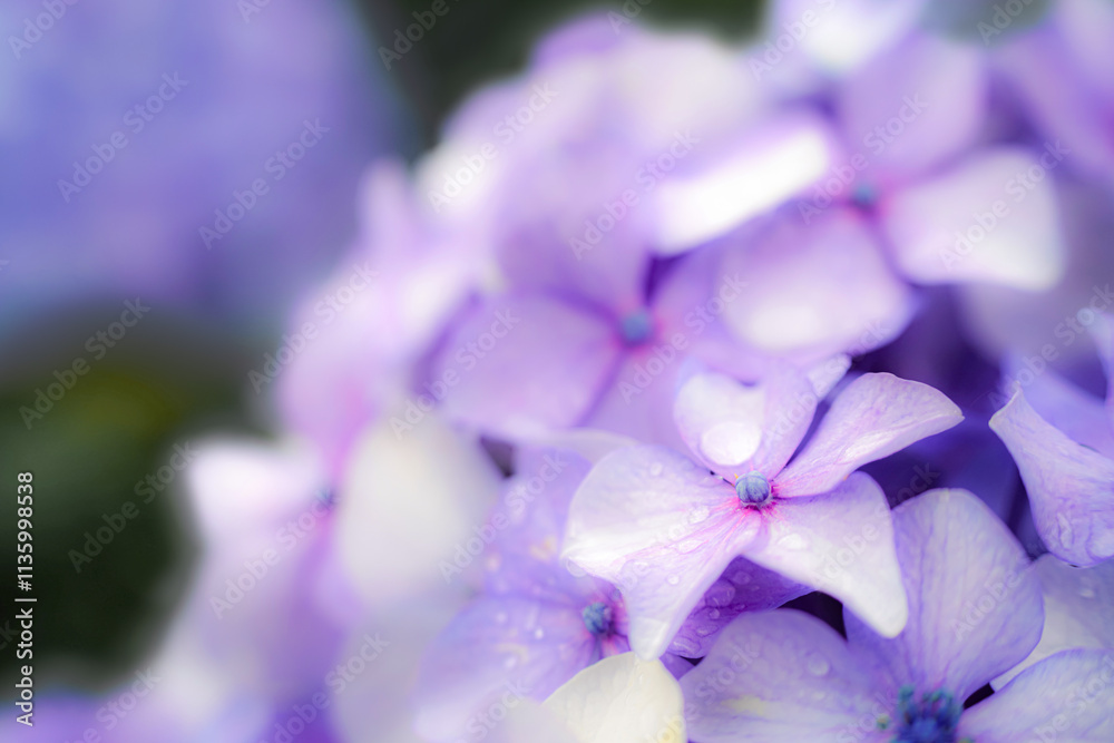 水滴が輝く紫陽花のクローズアップ写真