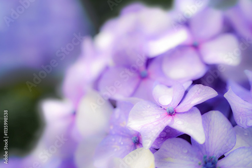 水滴が輝く紫陽花のクローズアップ写真
