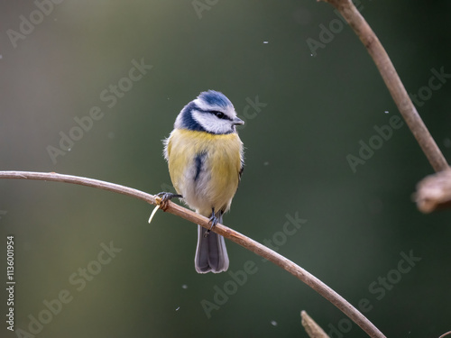 Blaumeise (Cyanistes caeruleu) photo