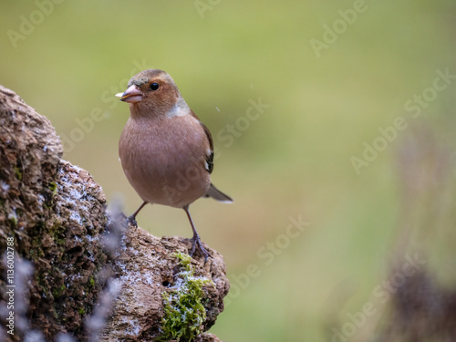 Buchfink (Fringilla coelebs) photo