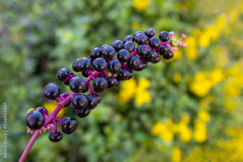 A perennial broad-leaved plant (Phytolacca decandra) with the common name: (Sekerciboyası)