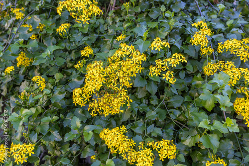 Obraz na płótnie Creeping groundsel or Senecio angulatus with yellow flowers in the Izmir region of Turkey w salonie