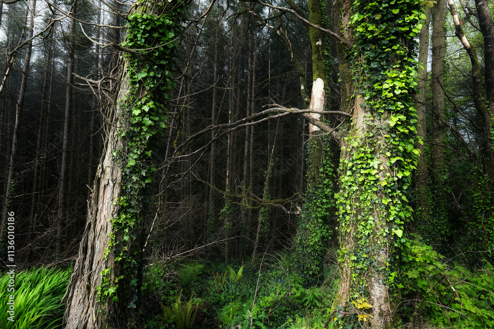 Obraz premium Numerous straight trees dominate the image. Ivy grows prominently on two trees. Undergrowth consists mostly of ferns. Dark background suggests deep forest.