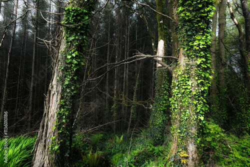 Numerous straight trees dominate the image. Ivy grows prominently on two trees. Undergrowth consists mostly of ferns. Dark background suggests deep forest. photo