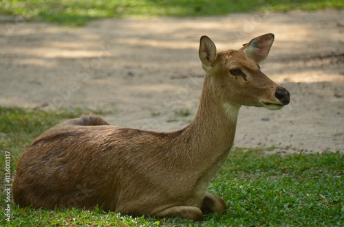 Deer resting on grass has brown coat with blurred path and greenery background in Chonburi, Thailand