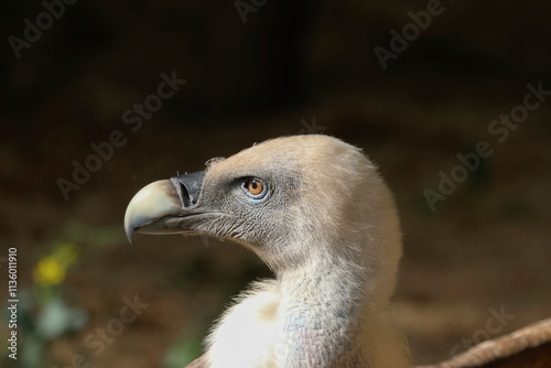 Porträt eines jungen Gänsegeiers, Gyps fulvus photo