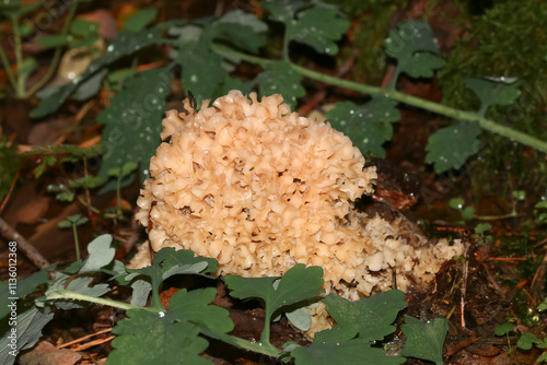 Pilz Krause Glucke, Fette Henne, Sparassis crispa photo