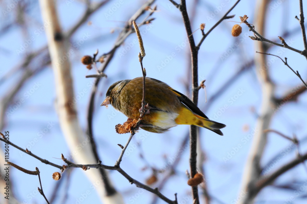 Obraz premium oriental greenfinch