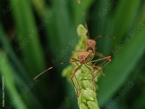 Close-up macro photo of a stink bug or Leptocorisa oratorius perched on a green rice plant with selective focus photo