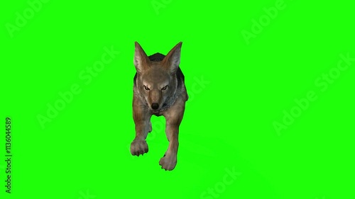 Front walking or runiing fox or wolf animal green screen or chroma key video animation clip photo