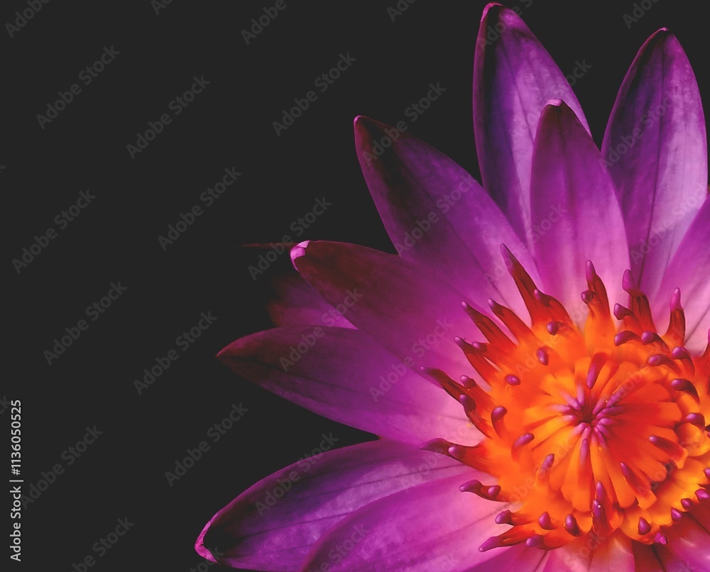 Beautiful purple Lily isolated over black background. Detailed macro lily flower with numerous petals spread open. Calming lily flower backdrop that can be framed and printed for interior artwork. Beautiful purple Lily isolated over black background. Detailed macro lily flower with numerous petals spread open. Calming lily flower backdrop that can be framed and printed for interior artwork.