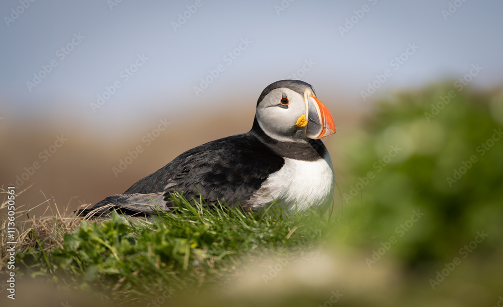 Puffin on a bird cliff with blurry background Puffin on a bird cliff with blurry background