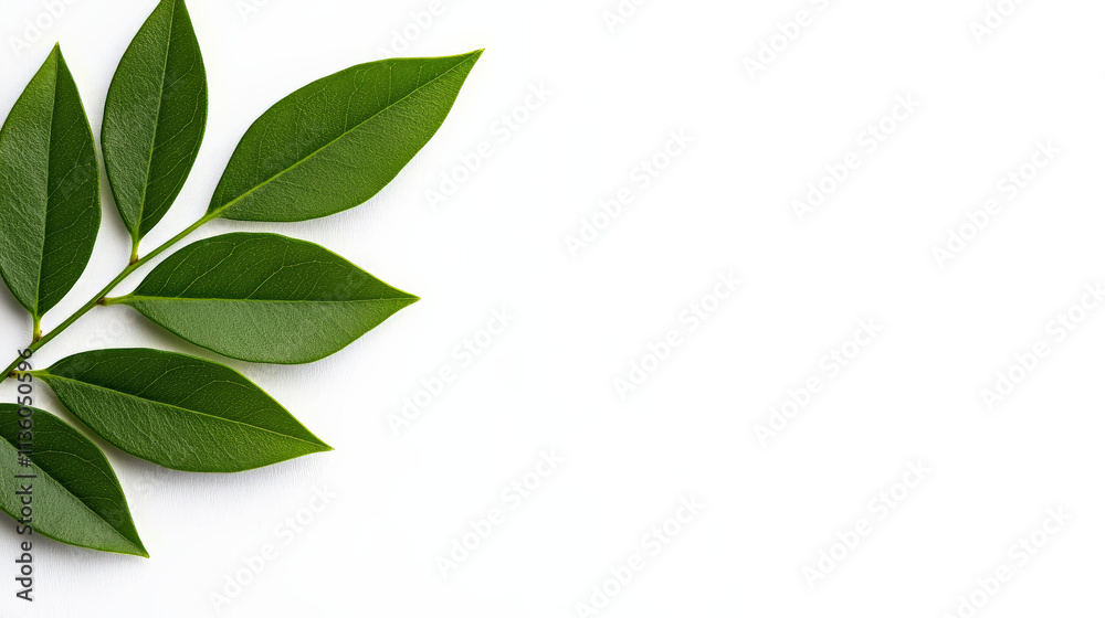 Green Leaves Branch on White Background Green Leaves Branch on White Background