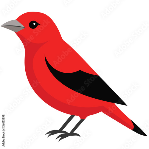 scarlet tanager vector illustration