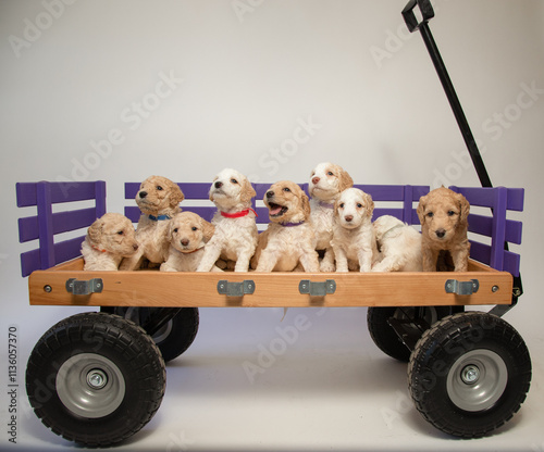 Studio shot of a Litter of eight goldendoodle puppies on a toy wagon photo