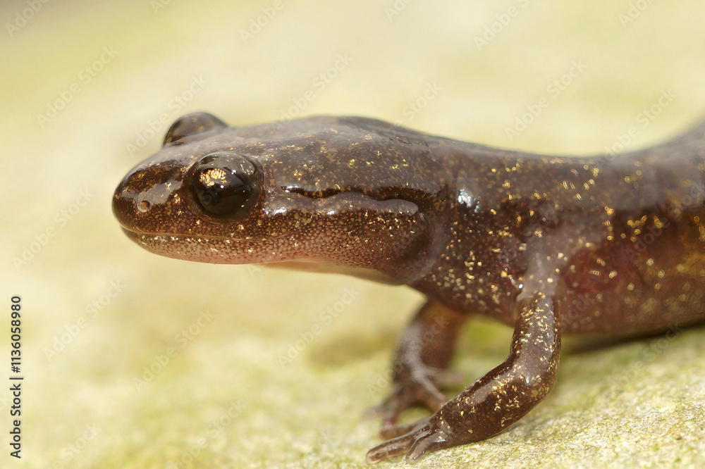 Closeup on a juvenile Japanese Hokkaido salamander, Hynobius retardatus posing on a stone Closeup on a juvenile Japanese Hokkaido salamander, Hynobius retardatus posing on a stone