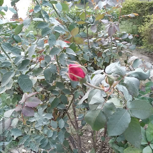 A serene close-up of a delicate red rosebud surrounded by lush green leaves, capturing the quiet beauty of nature as it prepares to bloom