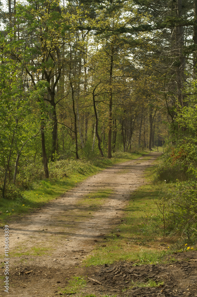 Serene earth Forest Pathway between lush green trees Serene earth Forest Pathway between lush green trees